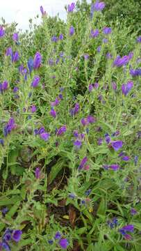 Image of Cretan viper's bugloss