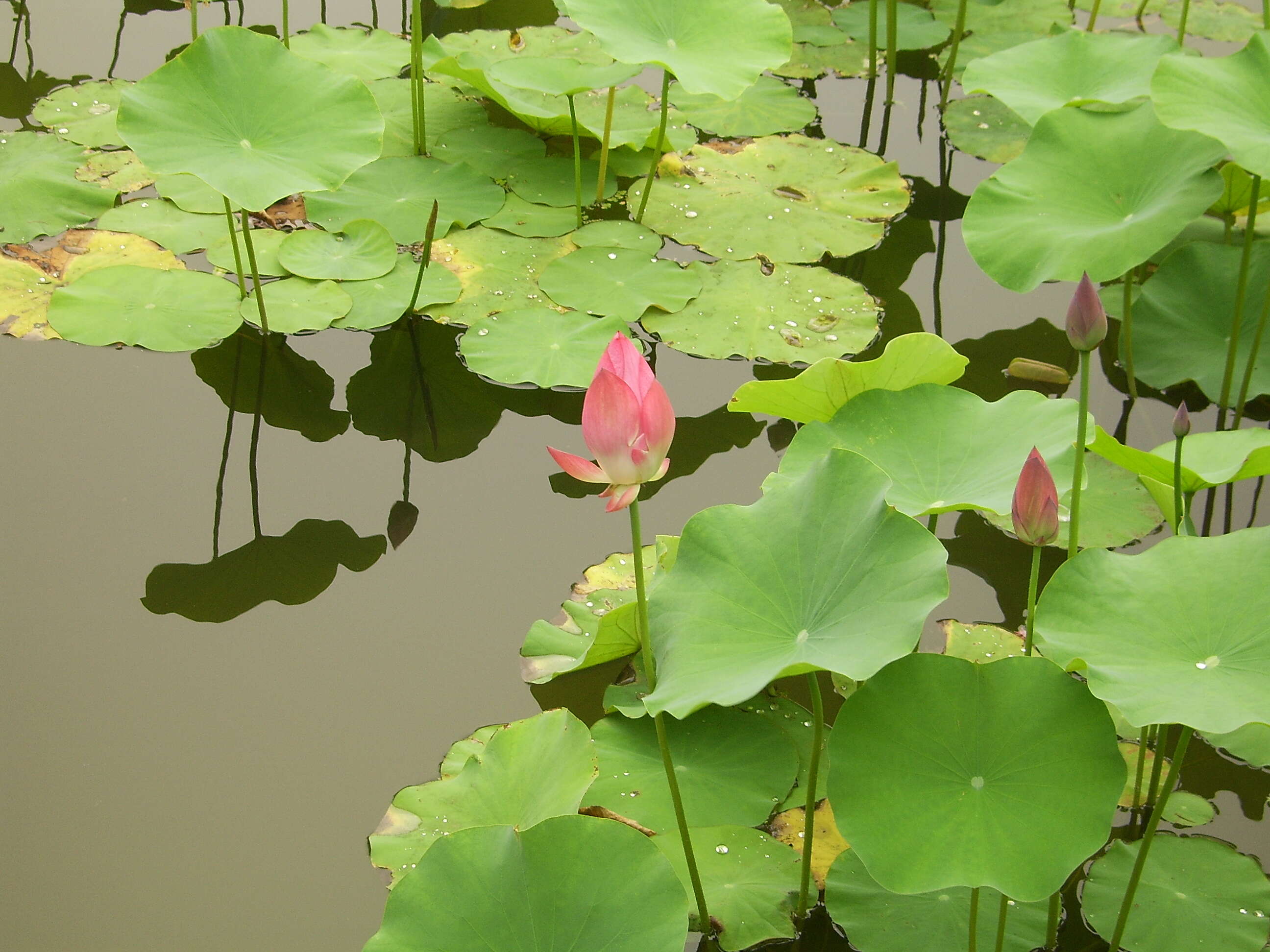 Image of sacred lotus