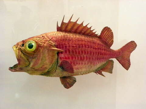 Image of Brocade Perch