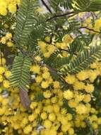 Sivun Acacia cardiophylla A. Cunn. ex Benth. kuva