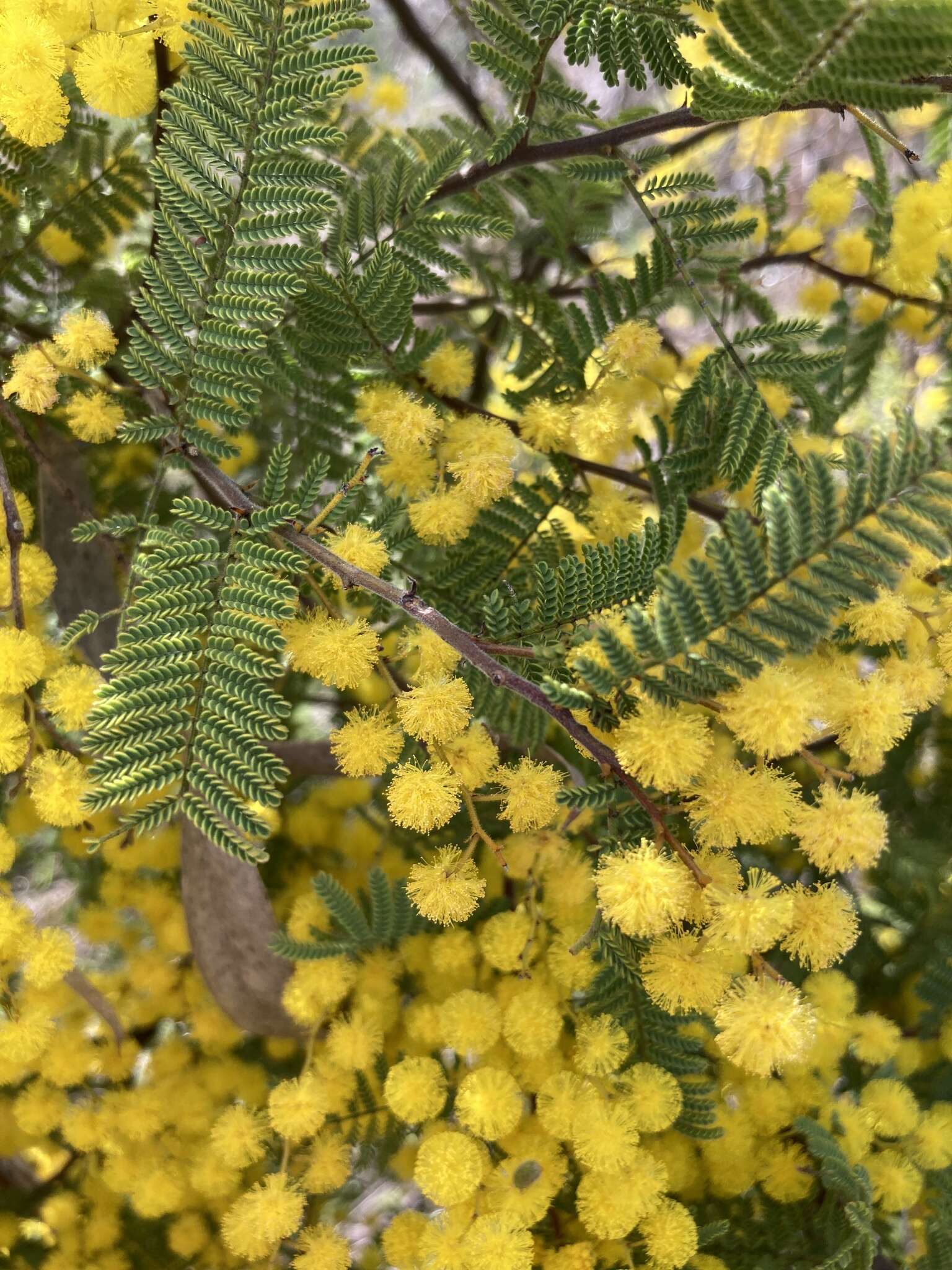 Sivun Acacia cardiophylla A. Cunn. ex Benth. kuva