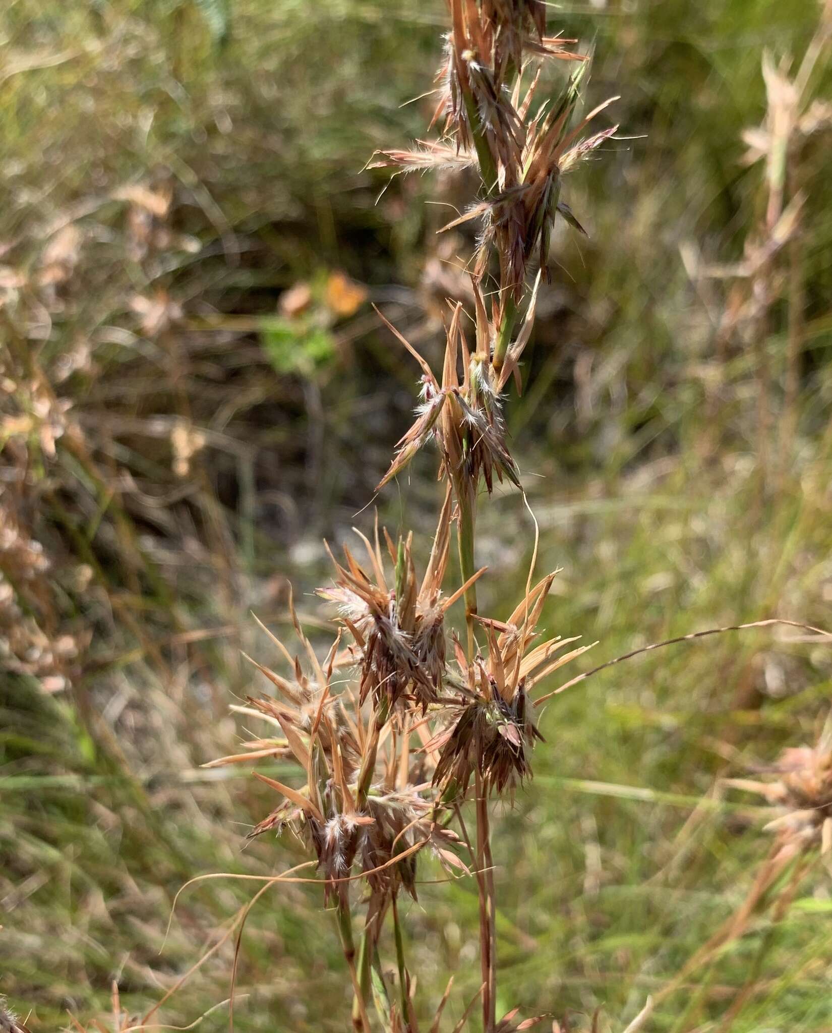 Sivun Cymbopogon marginatus (Steud.) Stapf ex Burtt Davy kuva