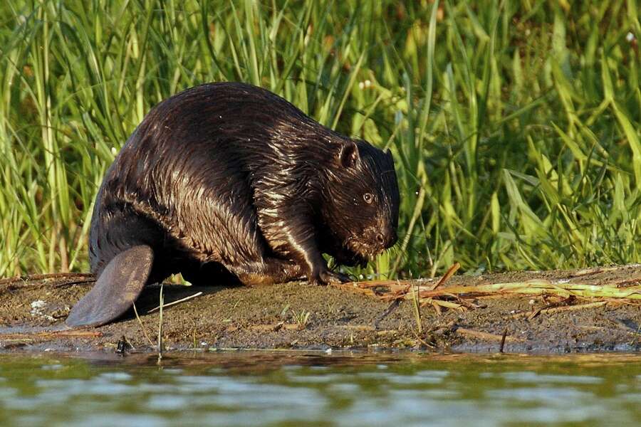 Image of European beaver