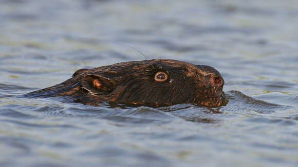 Image of European beaver