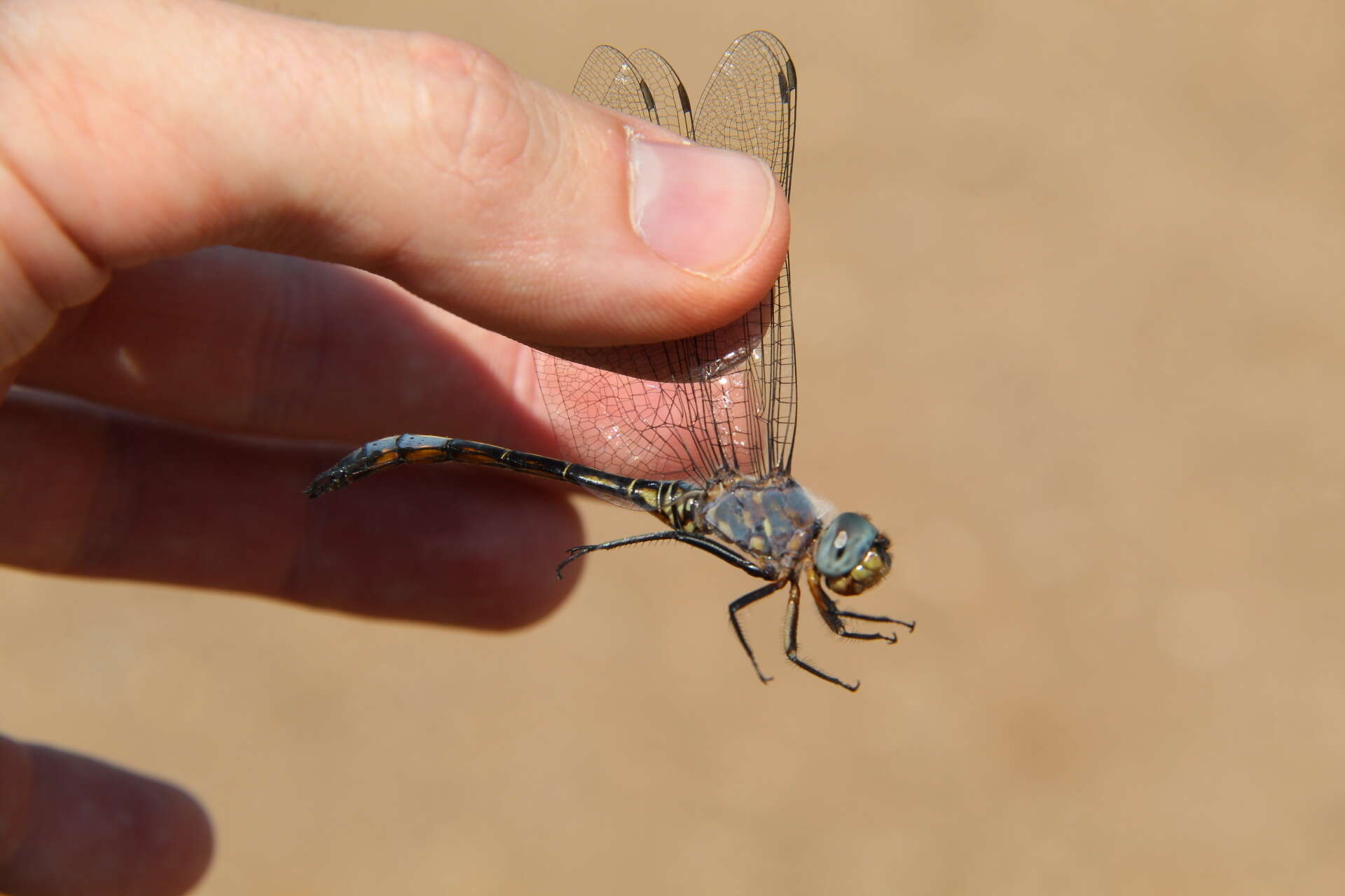 Image of Blue Cascader