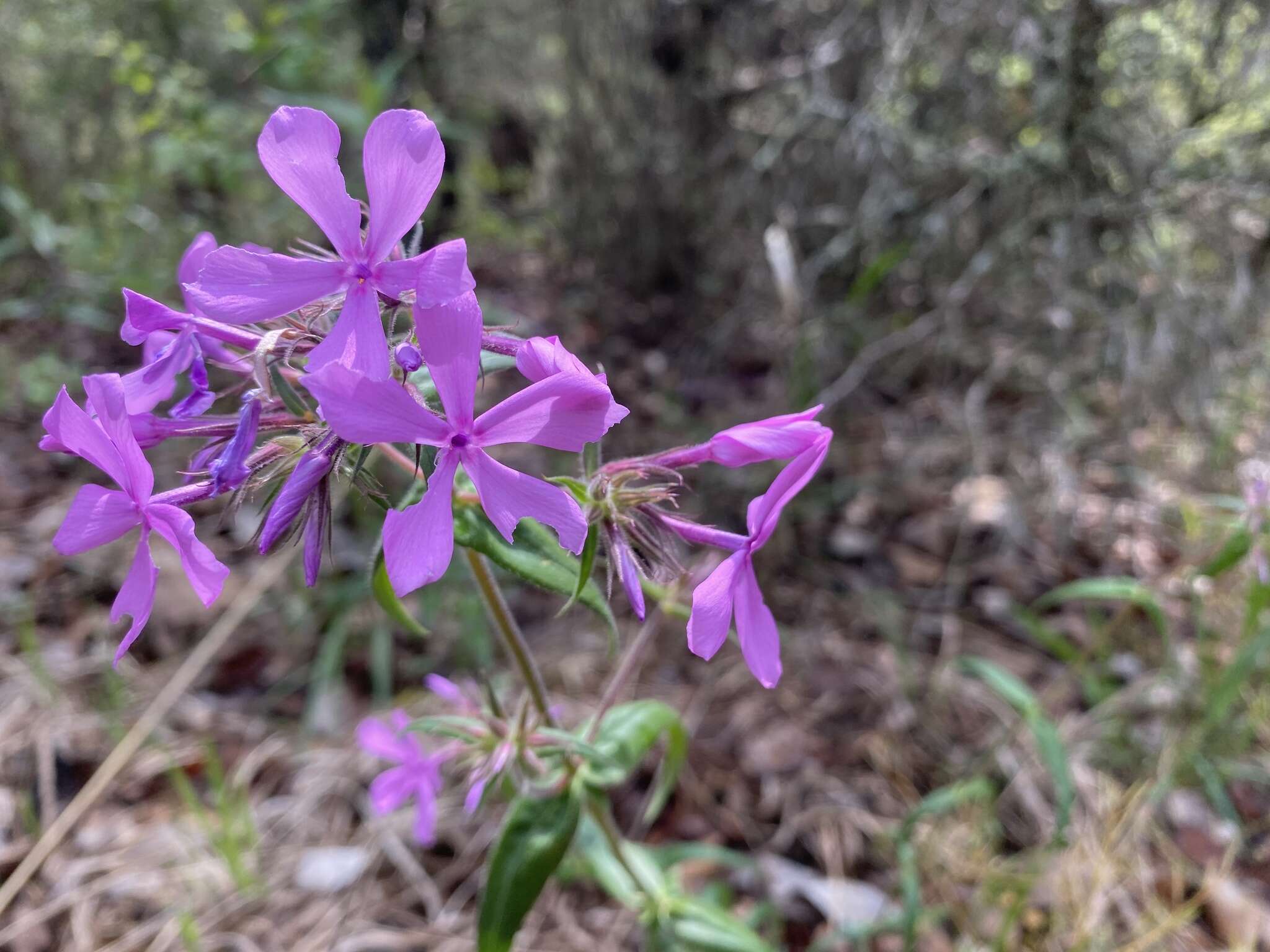 Imagem de Phlox pilosa subsp. ozarkana (Wherry) Wherry