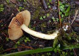 Слика од Cortinarius calaisopus Soop 2013