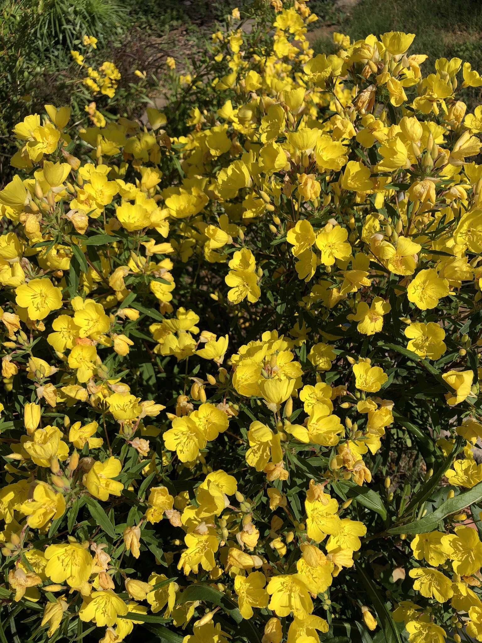 Plancia ëd Oenothera fruticosa L.