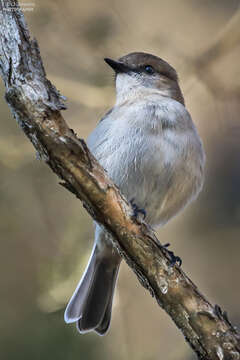 Image of Melanodryas Gould 1865