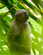 Image of Ecuadorian capuchin