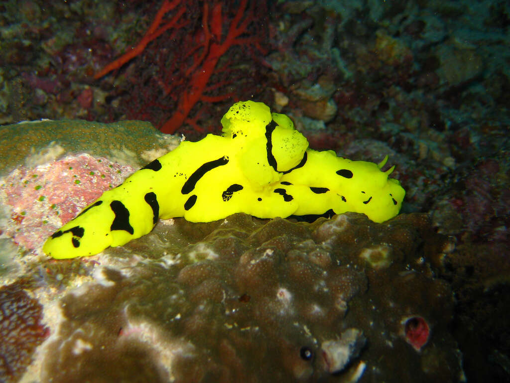 Image of Notodoris gardineri Eliot 1906