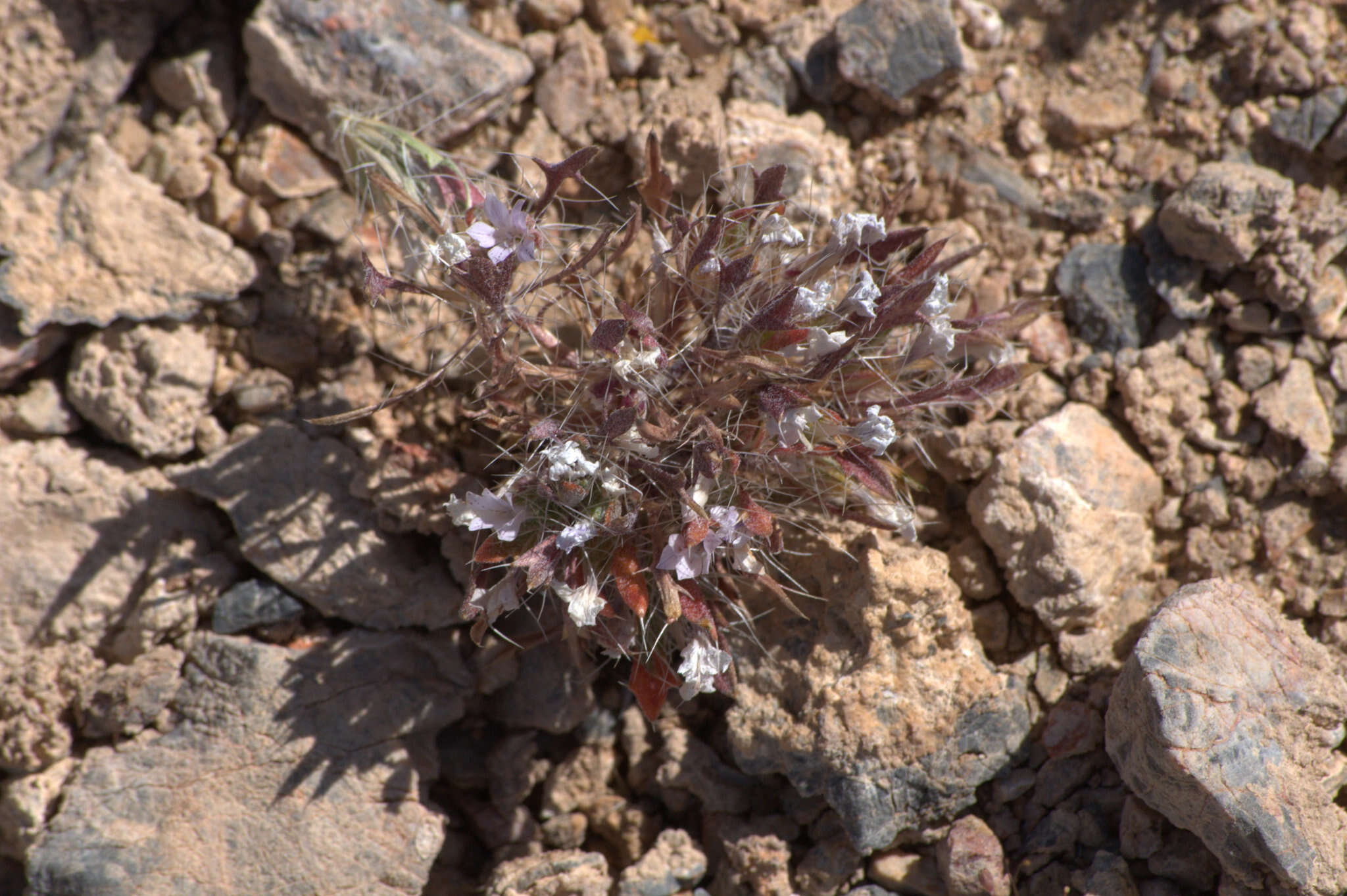 Image of Great Basin langloisia