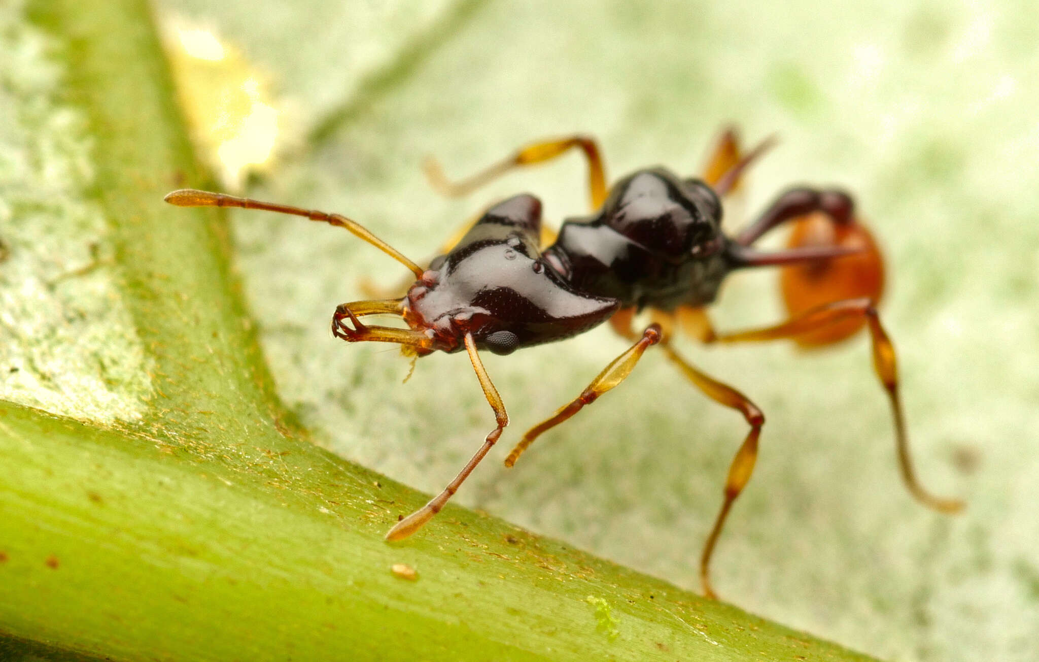 Image of Orectognathus szentivanyi (Brown 1958)