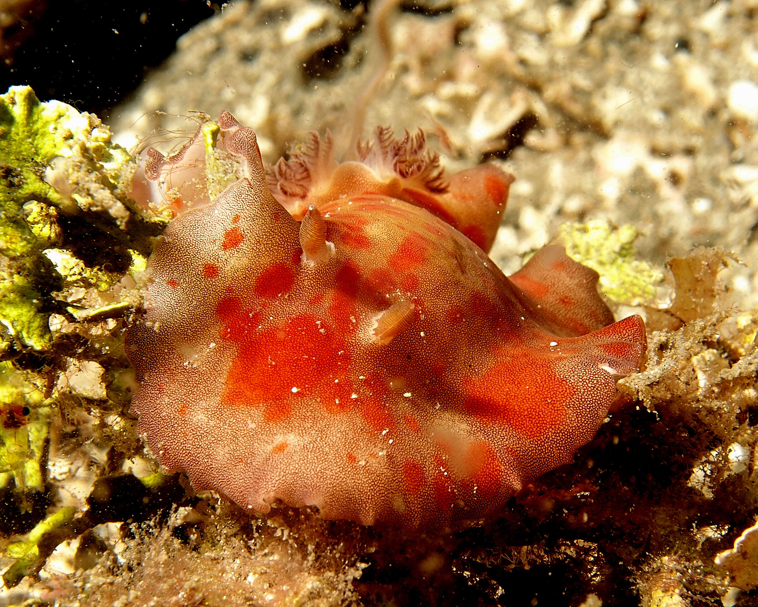 Image of Platydoris cinereobranchiata Dorgan, Valdés & Gosliner 2002