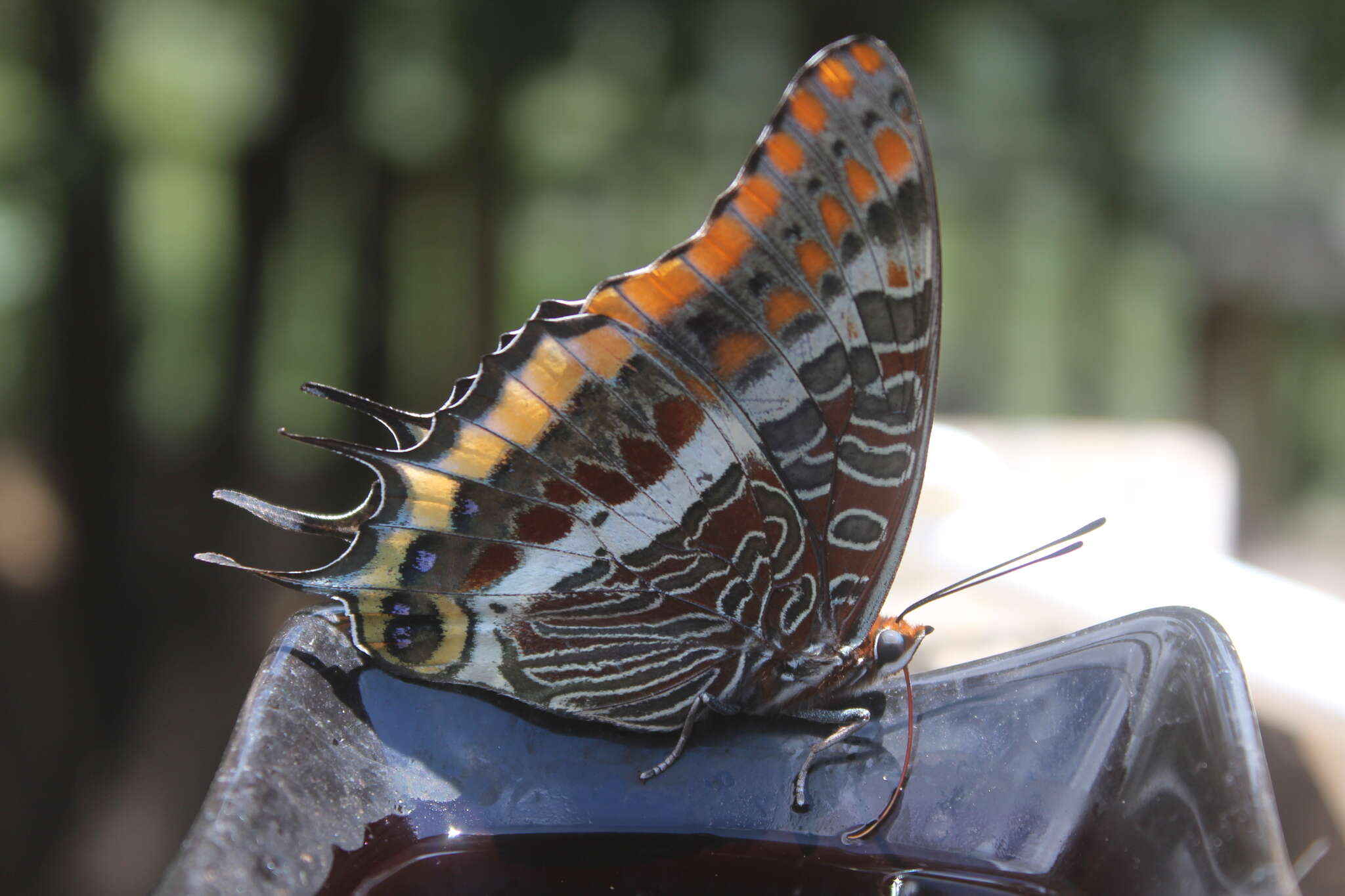 Image of Two-tailed Pasha