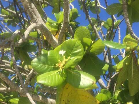 Image of Guettarda speciosa L.