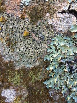 Image of disc lichen