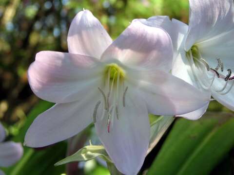 Image of Crinum moorei Hook. fil.