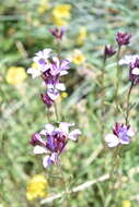 Image of Erysimum linifolium (Pers.) J. Gay