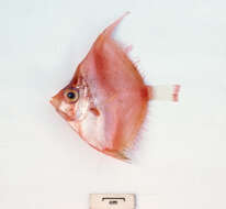 Image of Pink boarfish