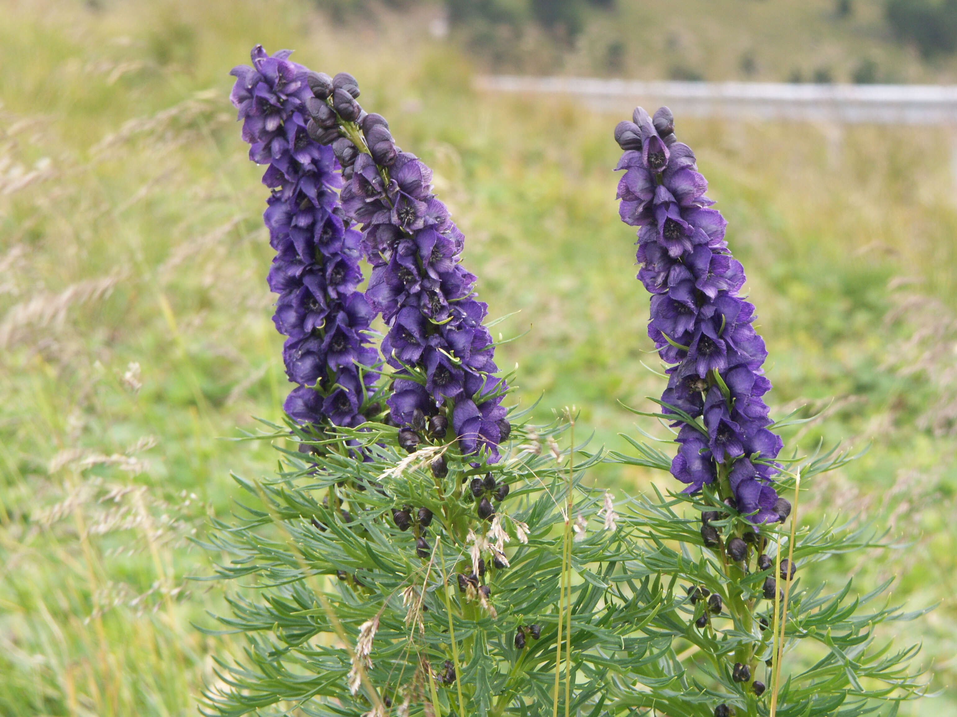 Слика од Aconitum napellus L.