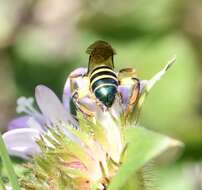 Image of Agapostemon poeyi (Lucas 1856)