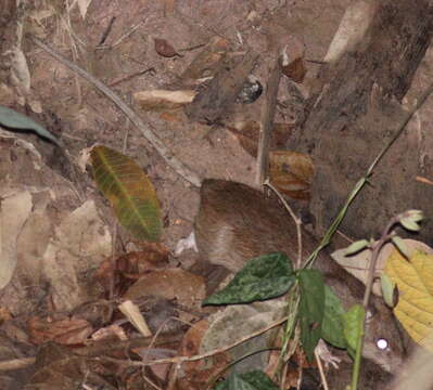 Image of Lesser Rice-field Rat