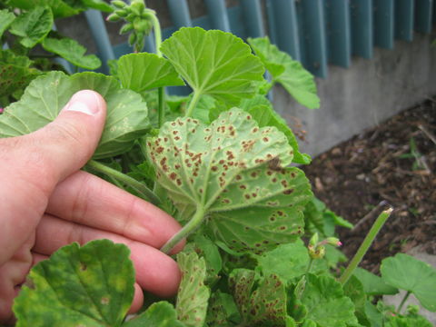 Image of <i>Puccinia malvacearum</i> Bertero ex Mont. 1852