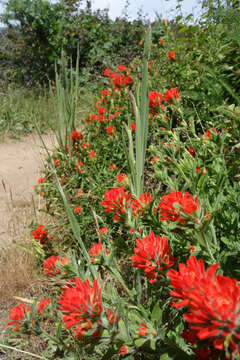 Image of coast Indian paintbrush