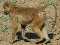 Image of Chacma Baboon