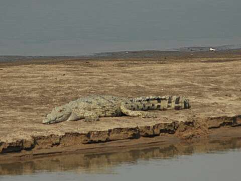 Image of Nile crocodile