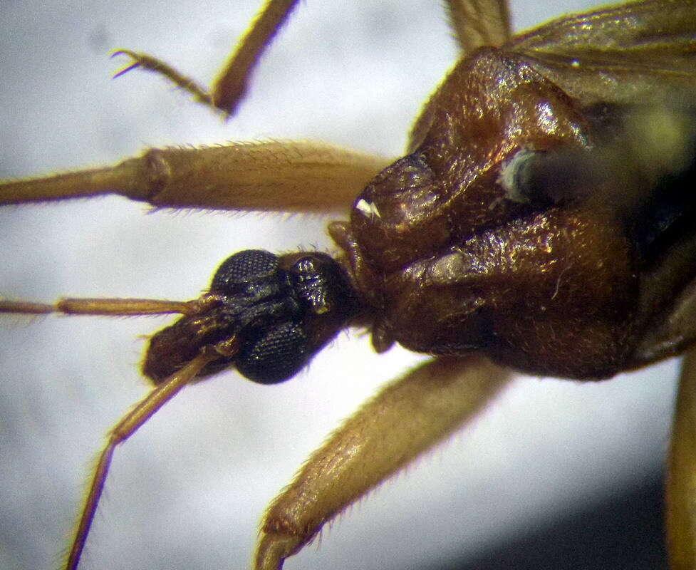 Image of Reduvius testaceus (Herrich-Schaeffer 1848)