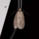 صورة Chlenomorpha sciogramma Lower 1918