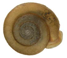 Image de Causa holosericea (S. Studer 1820)