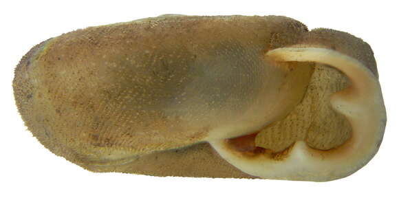 Image of Causa holosericea (S. Studer 1820)