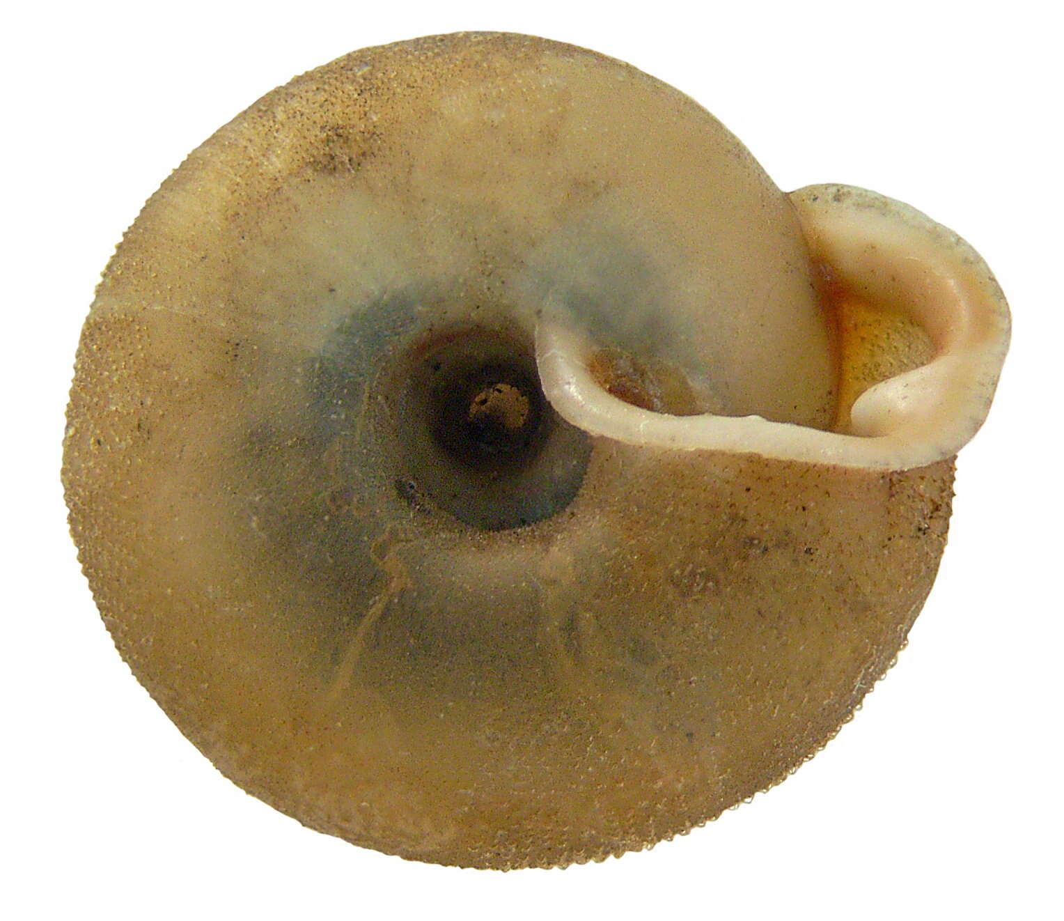 Image de Causa holosericea (S. Studer 1820)