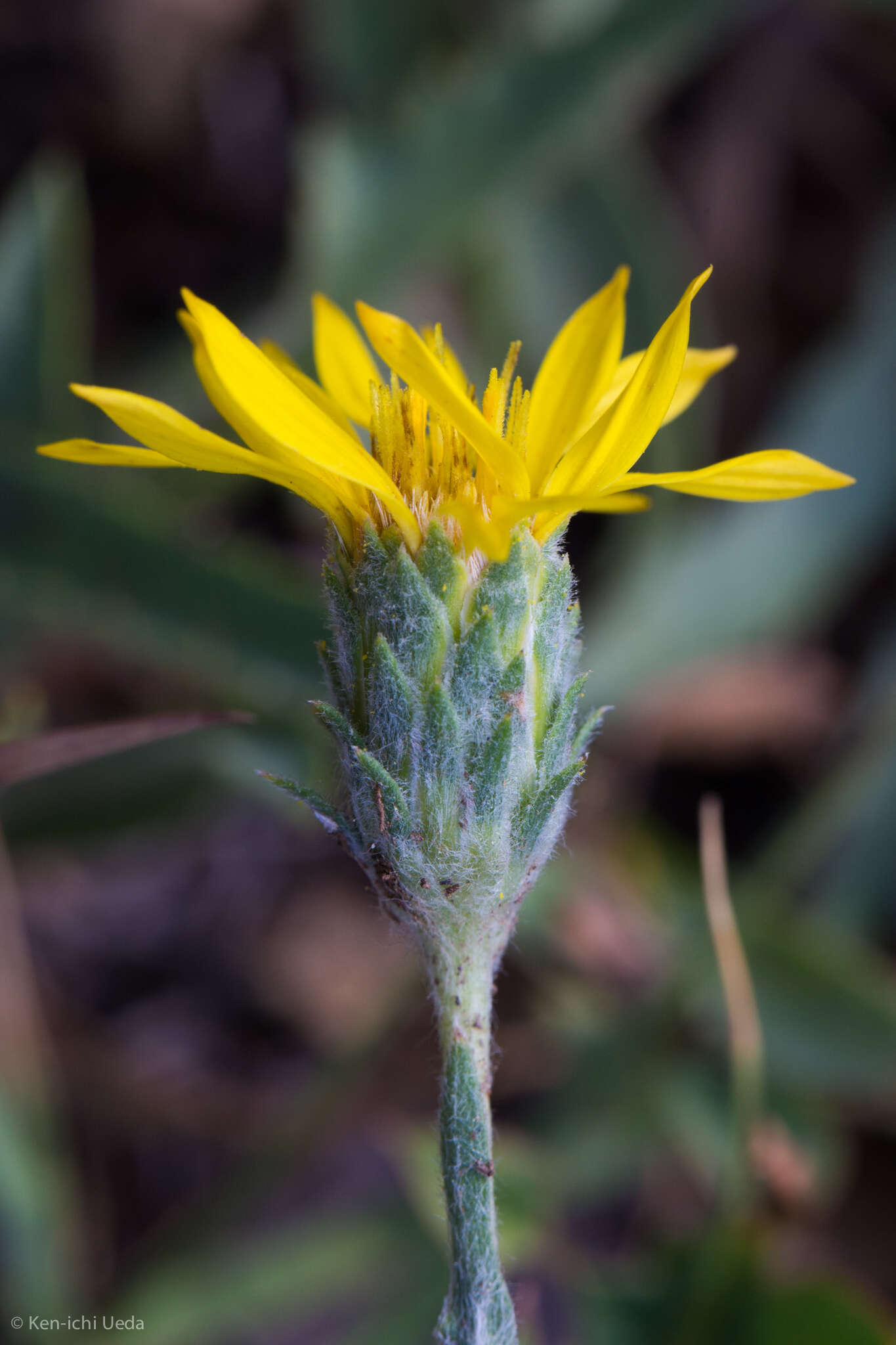 Image of clustered goldenweed