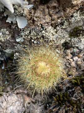 Parodia scopa (Spreng.) N. P. Taylor resmi