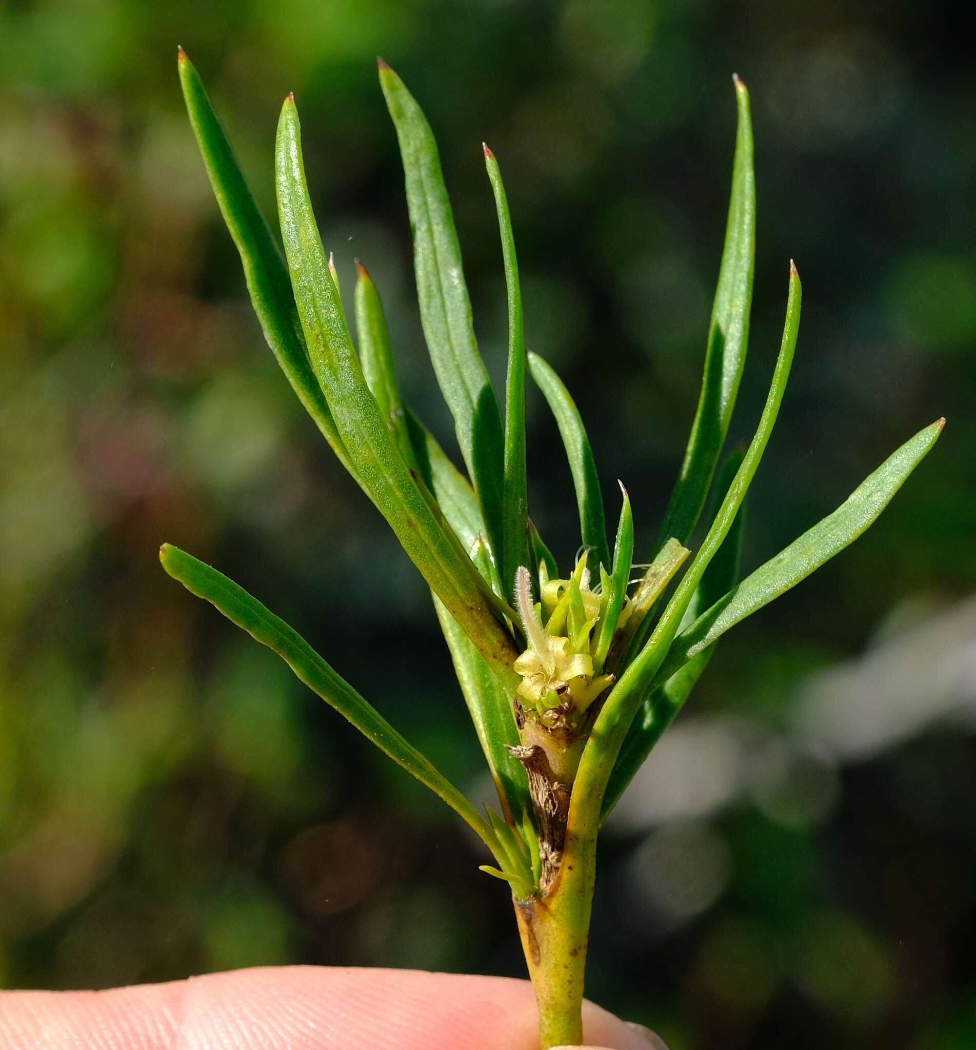 Image of Carpacoce gigantea Puff