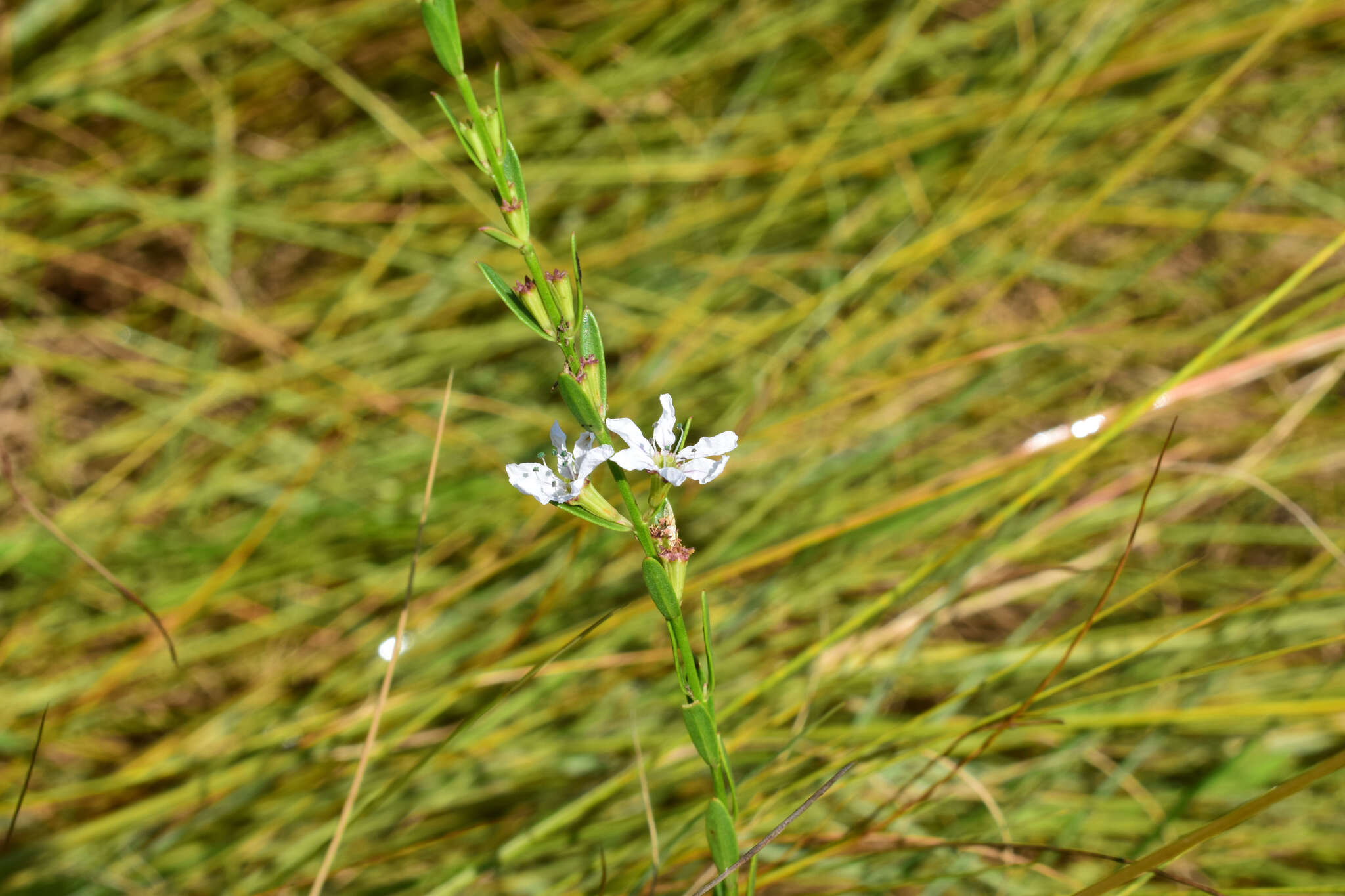 Image of Wand loosestrife