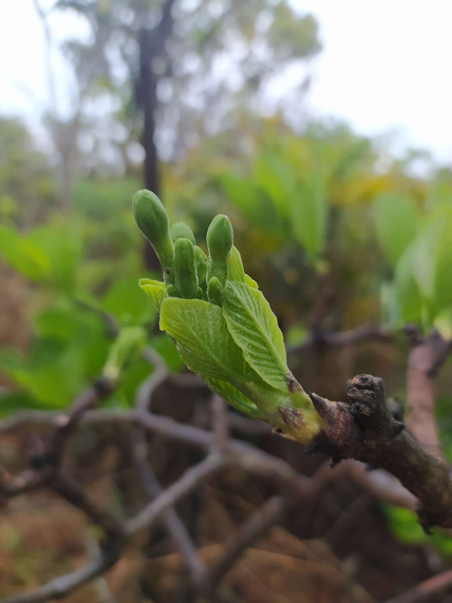 Image of Tocoyena formosa (Cham. & Schltdl.) K. Schum.