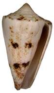 Image of Conus araneosus