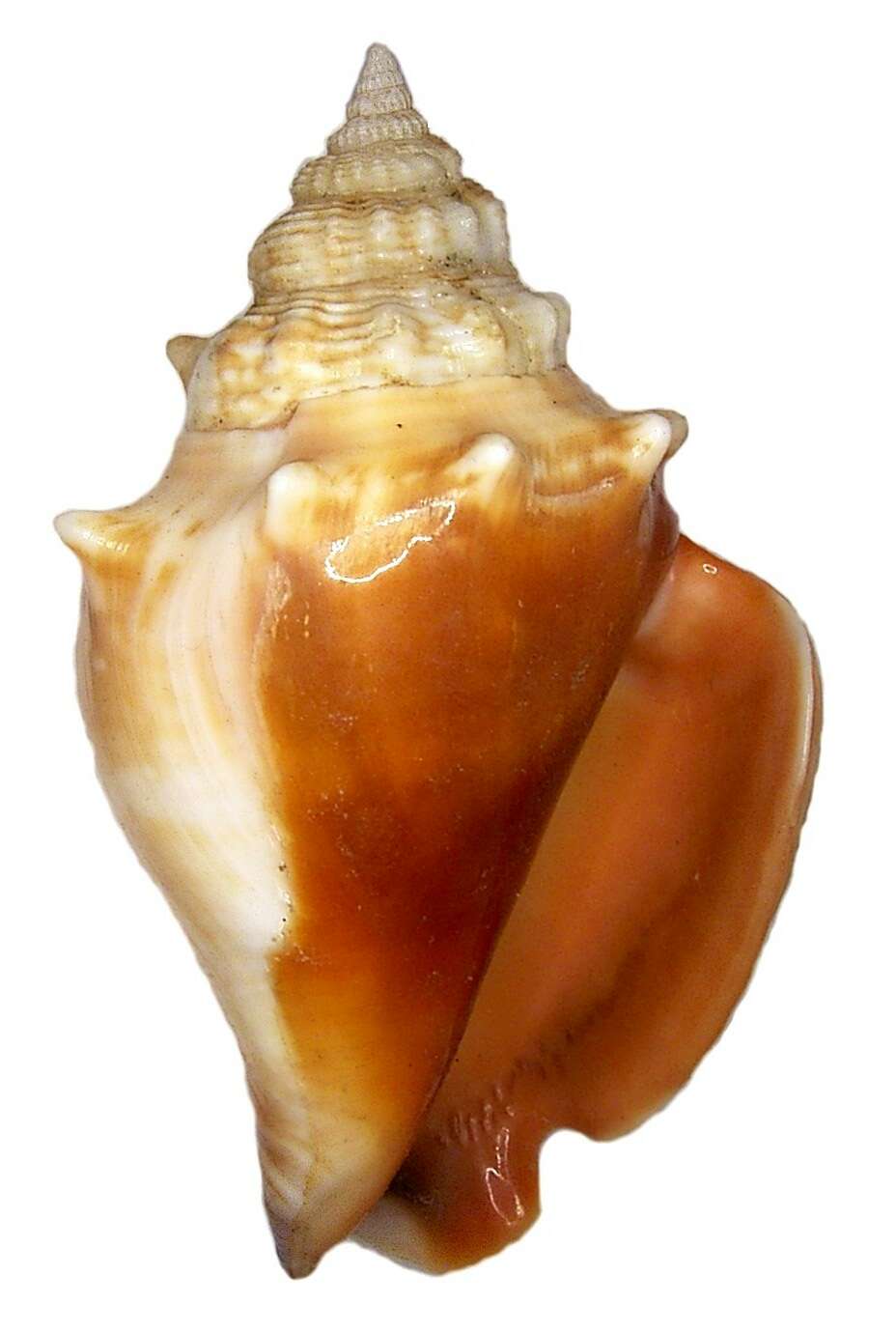 Image of Florida fighting conch