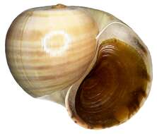 Image of Channeled Applesnail