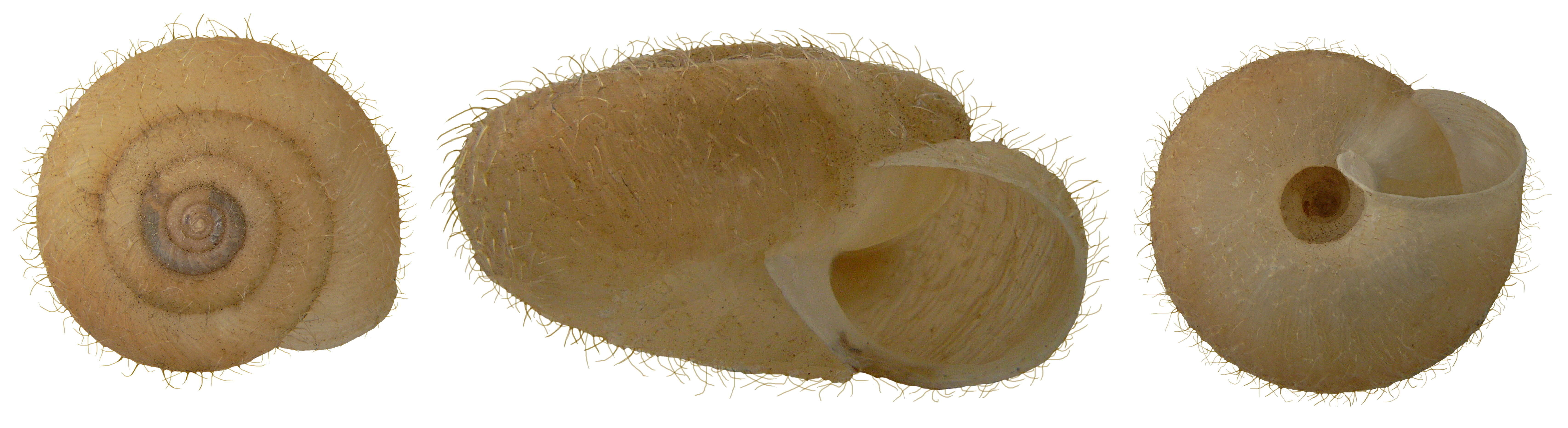 Image of Furry Hair Snail