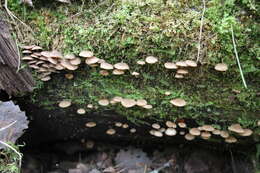 Imagem de Psathyrella pygmaea (Bull.) Singer 1951