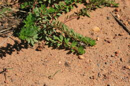 Image of Laurembergia repens subsp. brachypoda (Welw. ex Hiern) Oberm.