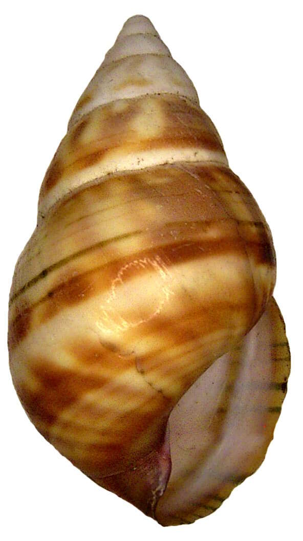 Image of <i>Liguus fasciatus</i>