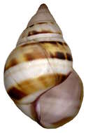 Image of <i>Liguus fasciatus</i>