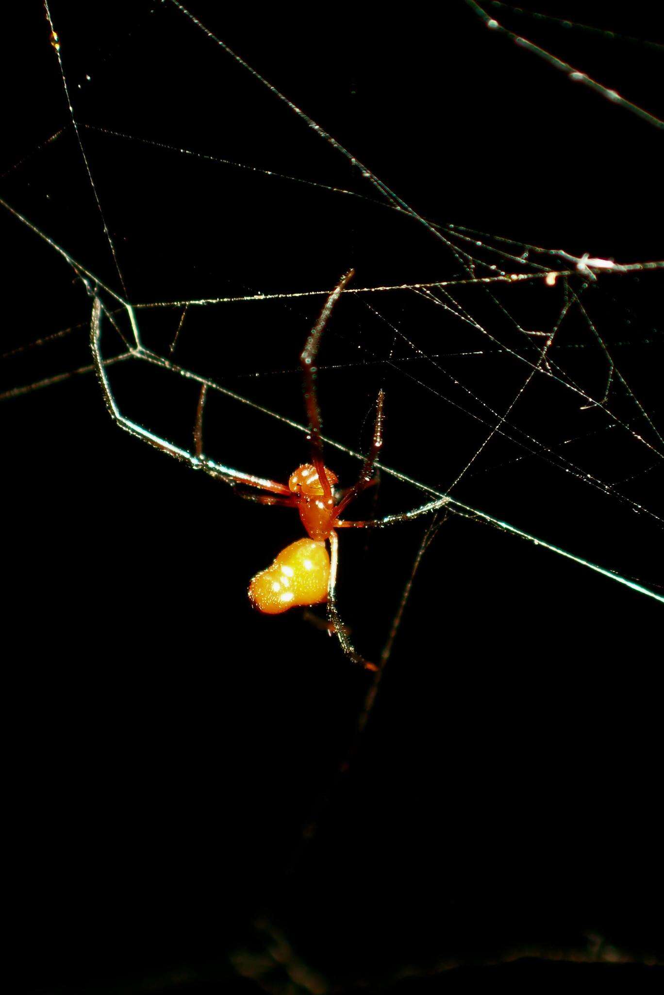 Image of Argyrodes miltosus Zhu & Song 1991